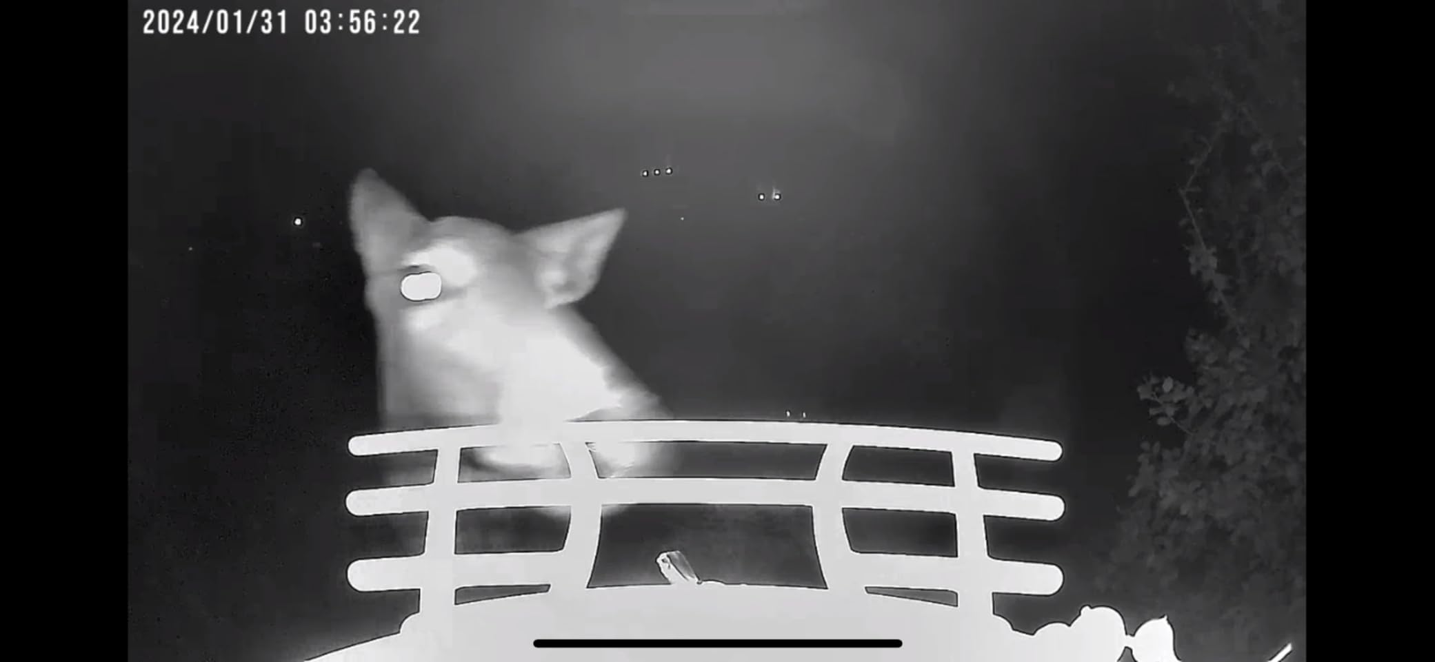 Metal Squirrel Proof Bird Feeder with Camera